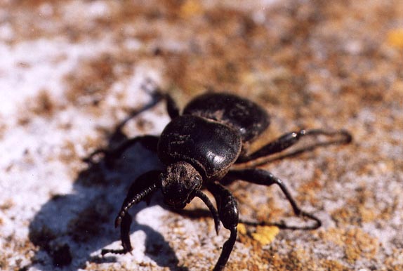 Galleria di...Tenebrionidae